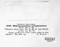 Coniothecium complanatum image